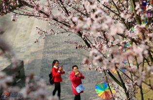 春棠晚,绽放的春日之花，晚霞映照下的浪漫诗篇