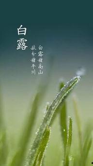 白露为霜,秋意渐浓的自然诗篇