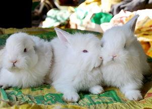 兔子和公,探寻兔与公的和谐共生之道